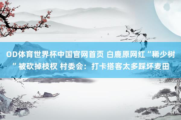OD体育世界杯中国官网首页 白鹿原网红“稀少树”被砍掉枝杈 村委会:打卡搭客太多踩坏麦田